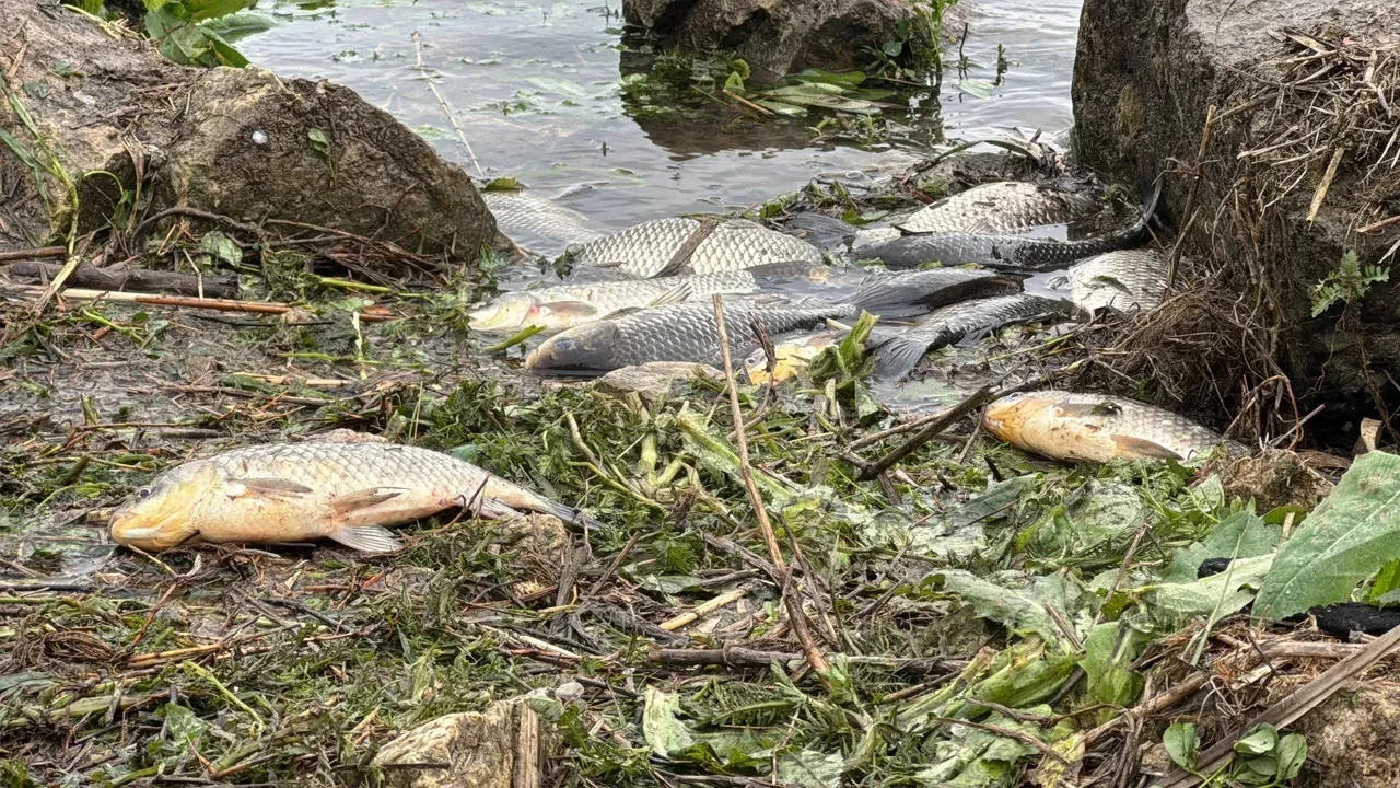 Büyükçekmece Gölü'nde su seviyesinin ani yükselip çekilmesi balık ölümlerine neden oldu