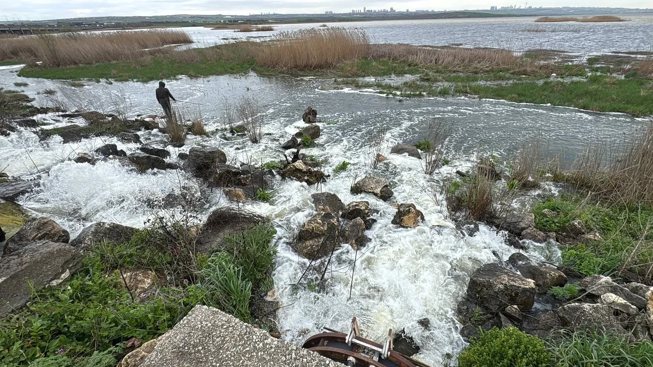 Büyükçekmece Gölü'nde su seviyesinin ani yükselip çekilmesi balık ölümlerine neden oldu