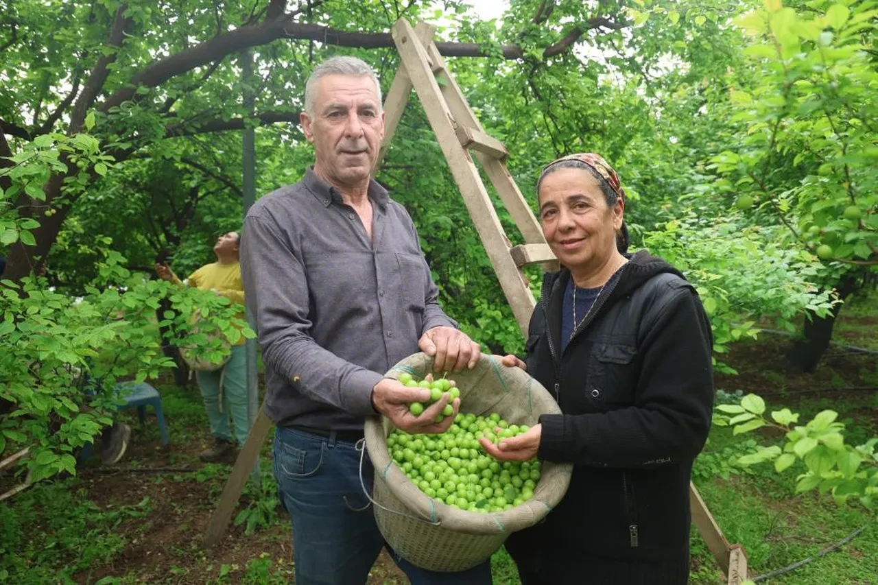 Ağaçtan tek tek toplanıyor! Avrupa'nın 5 ülkesi sırada: Kilosu 450 TL  