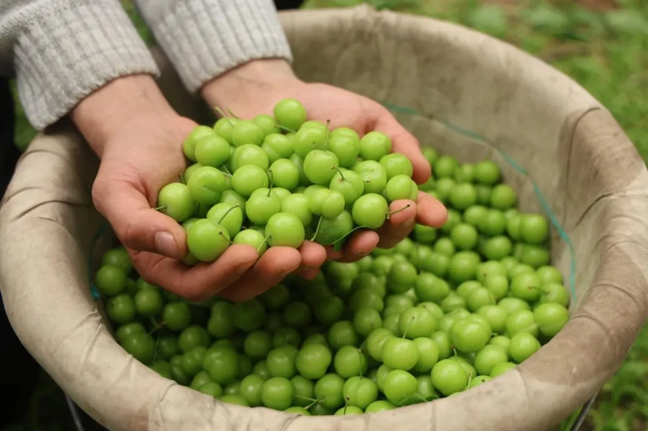 Ağaçtan tek tek toplanıyor! Avrupa'nın 5 ülkesi sırada: Kilosu 450 TL