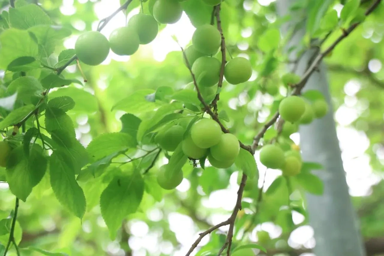 Ağaçtan tek tek toplanıyor! Avrupa'nın 5 ülkesi sırada: Kilosu 450 TL