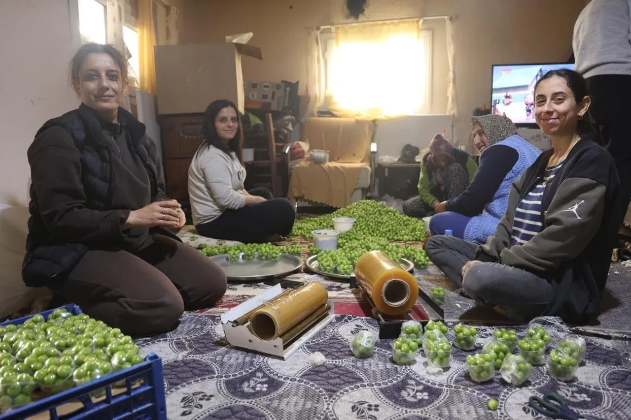 Ağaçtan tek tek toplanıyor! Avrupa'nın 5 ülkesi sırada: Kilosu 450 TL