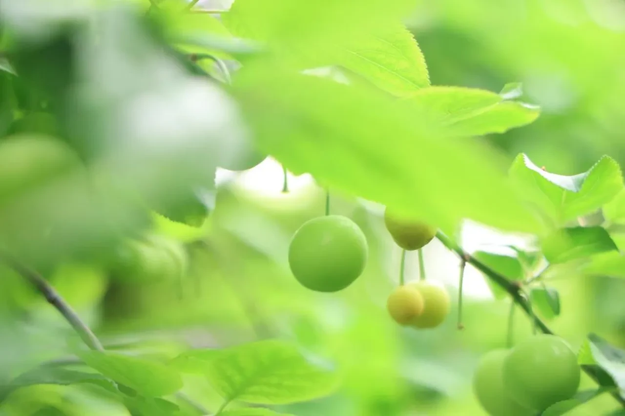 Ağaçtan tek tek toplanıyor! Avrupa'nın 5 ülkesi sırada: Kilosu 450 TL