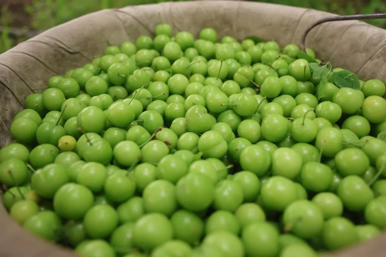 Ağaçtan tek tek toplanıyor! Avrupa'nın 5 ülkesi sırada: Kilosu 450 TL