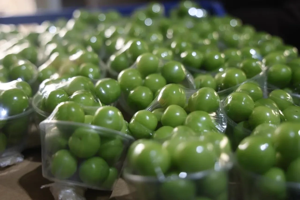 Ağaçtan tek tek toplanıyor! Avrupa'nın 5 ülkesi sırada: Kilosu 450 TL