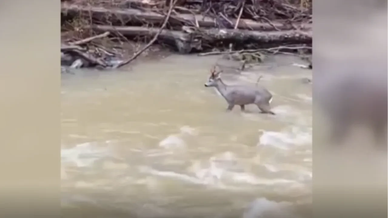 Dereden geçmeye çalışan karaca güzelliğiyle büyüledi