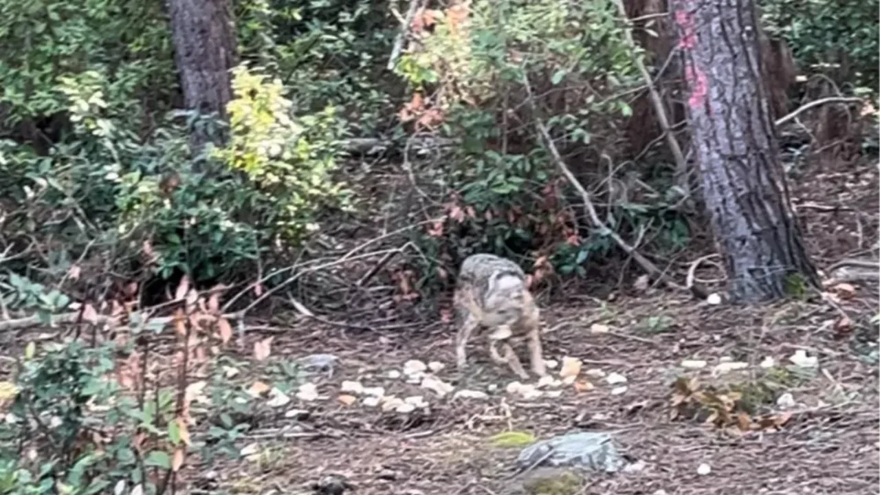 Ekmekle karnını doyuran çakal kamerada
