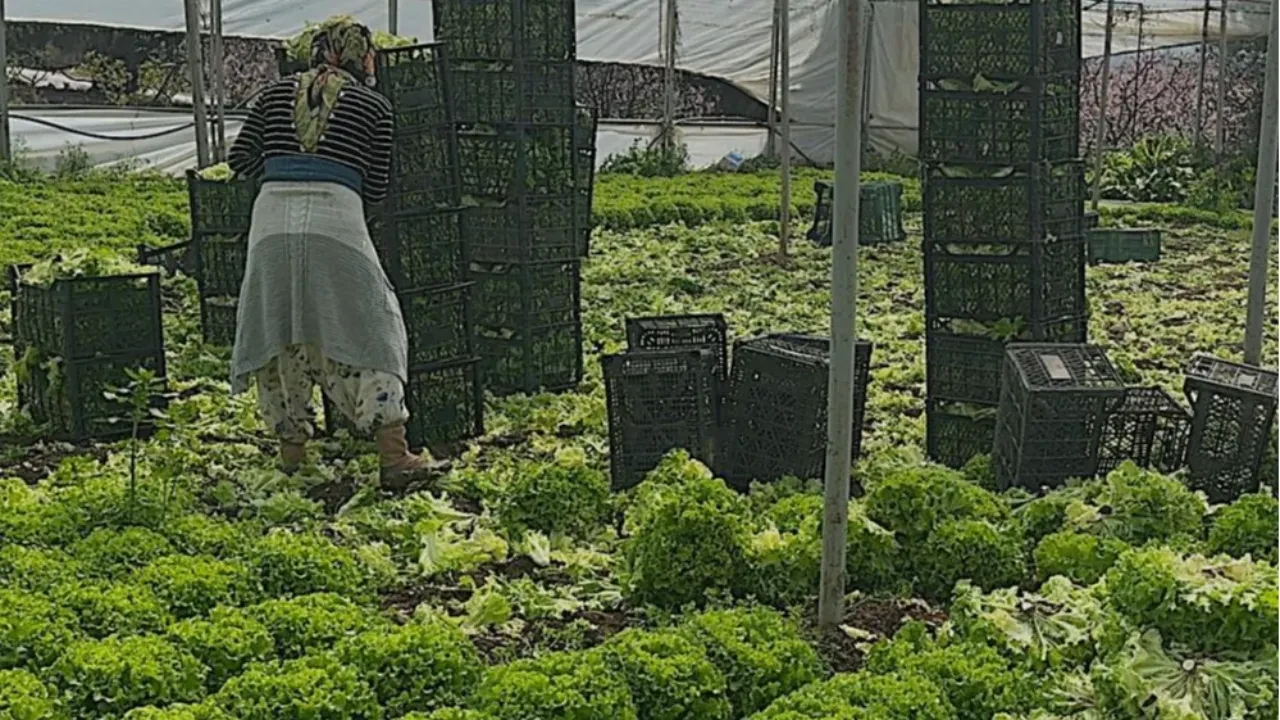 Geçen sene ağlatan kıvırcık bu yıl güldürdü! Fiyatı 30 TL'ye kadar çıktı