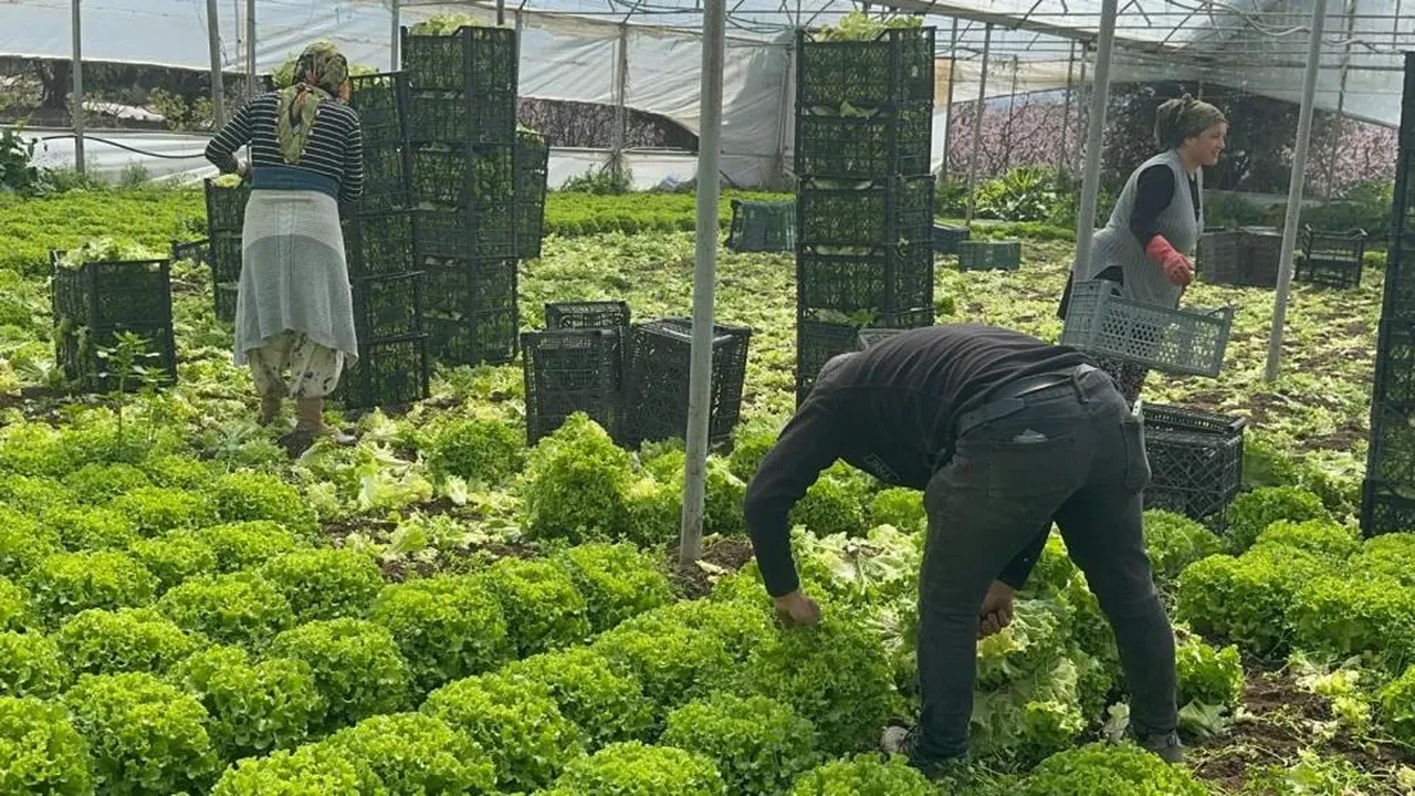 Geçen sene ağlatan kıvırcık bu yıl güldürdü! Fiyatı 30 TL'ye kadar çıktı