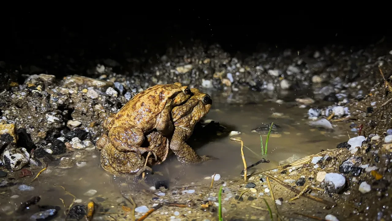 Kütahya'da beş bin yıllık üreme göçü başladı! Birbirinin sırtında ormandan gölete gidiyorlar
