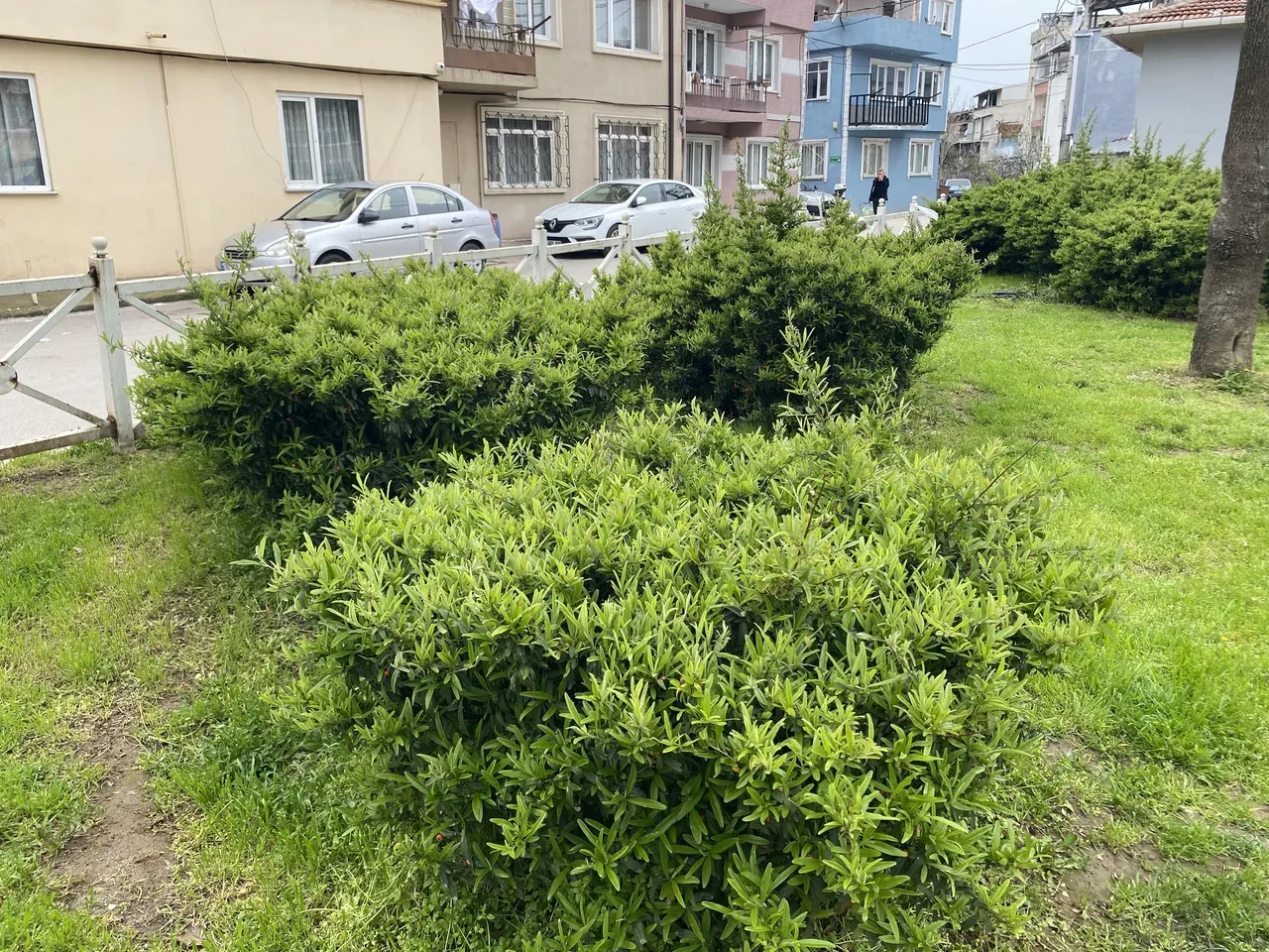 Parktan toplanan bitki bebeği zehirliyordu! Facia ramak kala önlendi