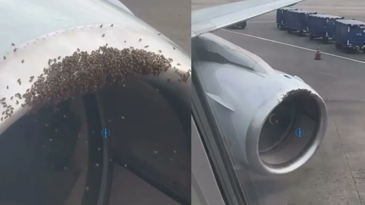 Arılar uçak motorunu sardı, kalkış gecikti