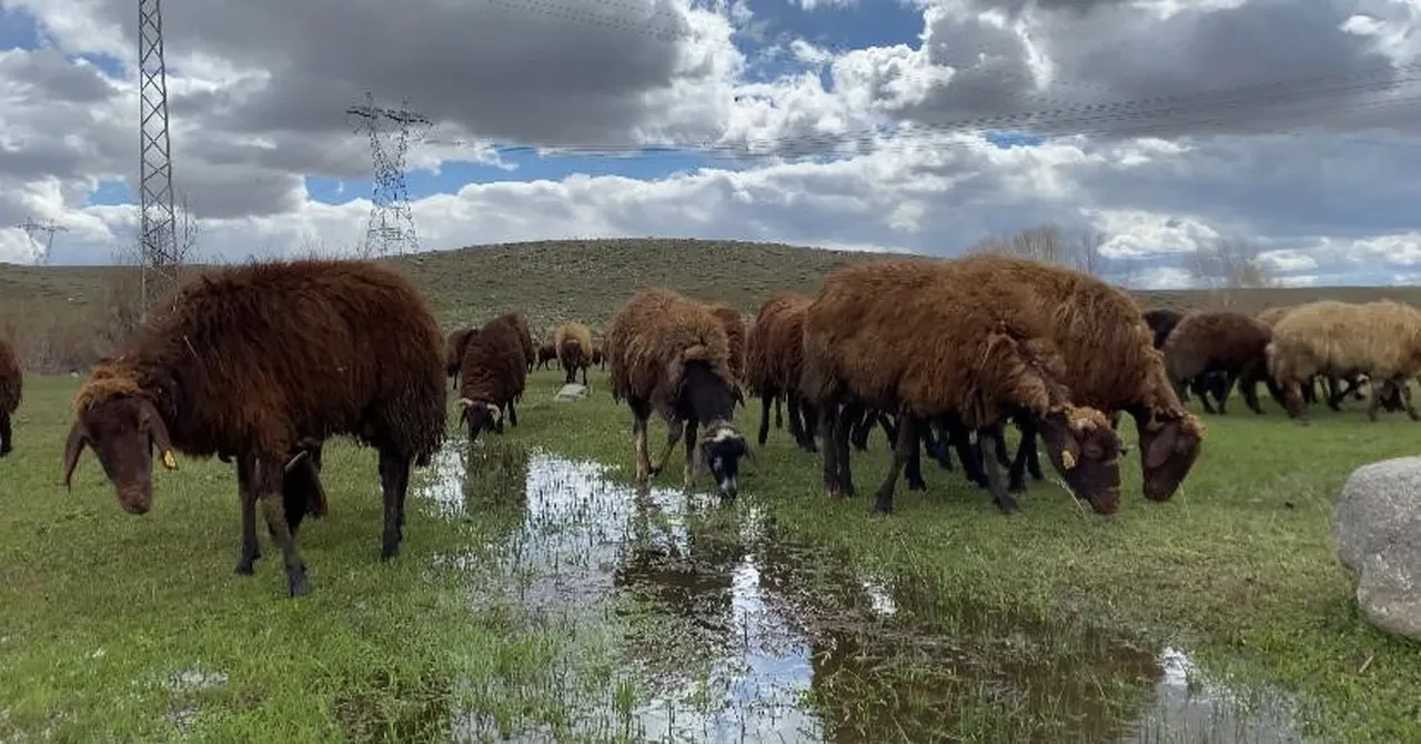 Aylık 120 bin TL maaş veriyorlar ama işçi bulamıyorlar: Sabahtan akşama kadar dağdayız