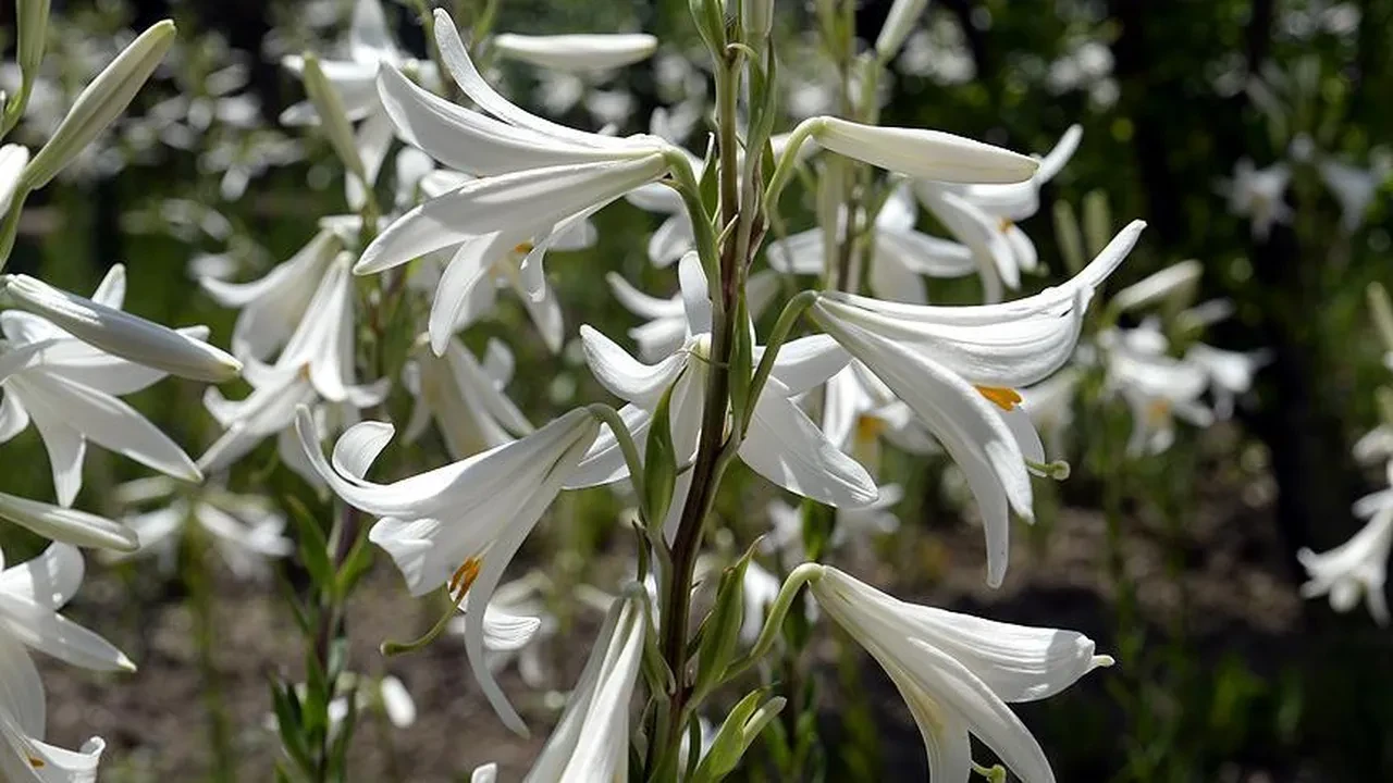 Babası 4 yıl önce bıraktı... Bitmeyen miras! Litresi 5 bin Euro'dan satılıyor