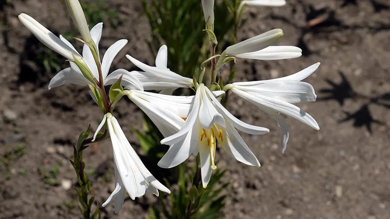 Babası 4 yıl önce bıraktı... Bitmeyen miras! Litresi 5 bin Euro'dan satılıyor
