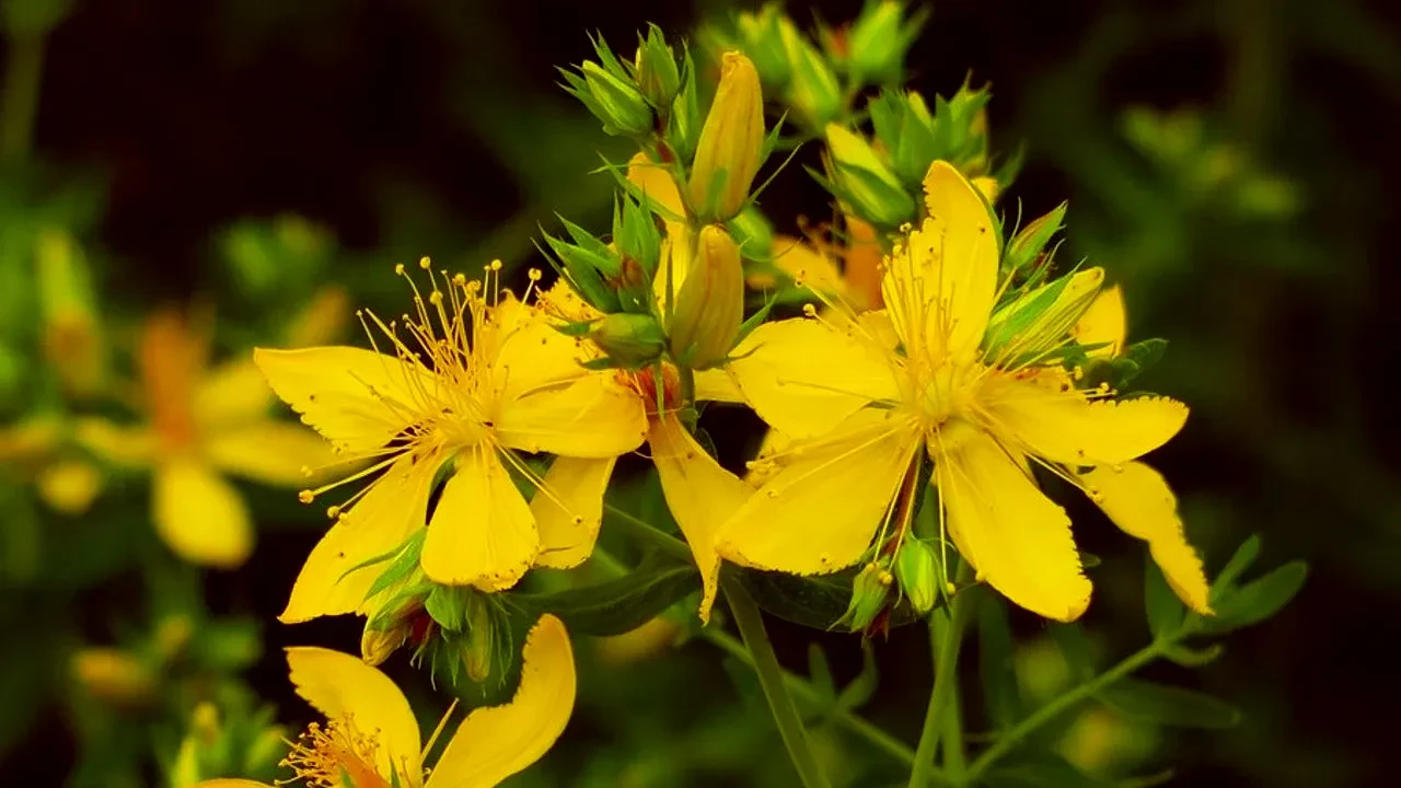 Gözlerine damlattığı Kırlangıç Otu suyu dünyasını kararttı! Gözlükten kurtulmak istedi, önünü göremez oldu