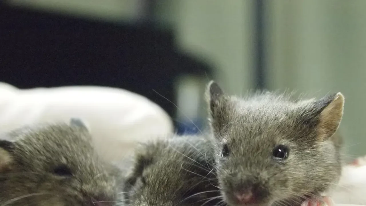 Japonların 20 yıllık 'fare' deneyi hüsranla bitti