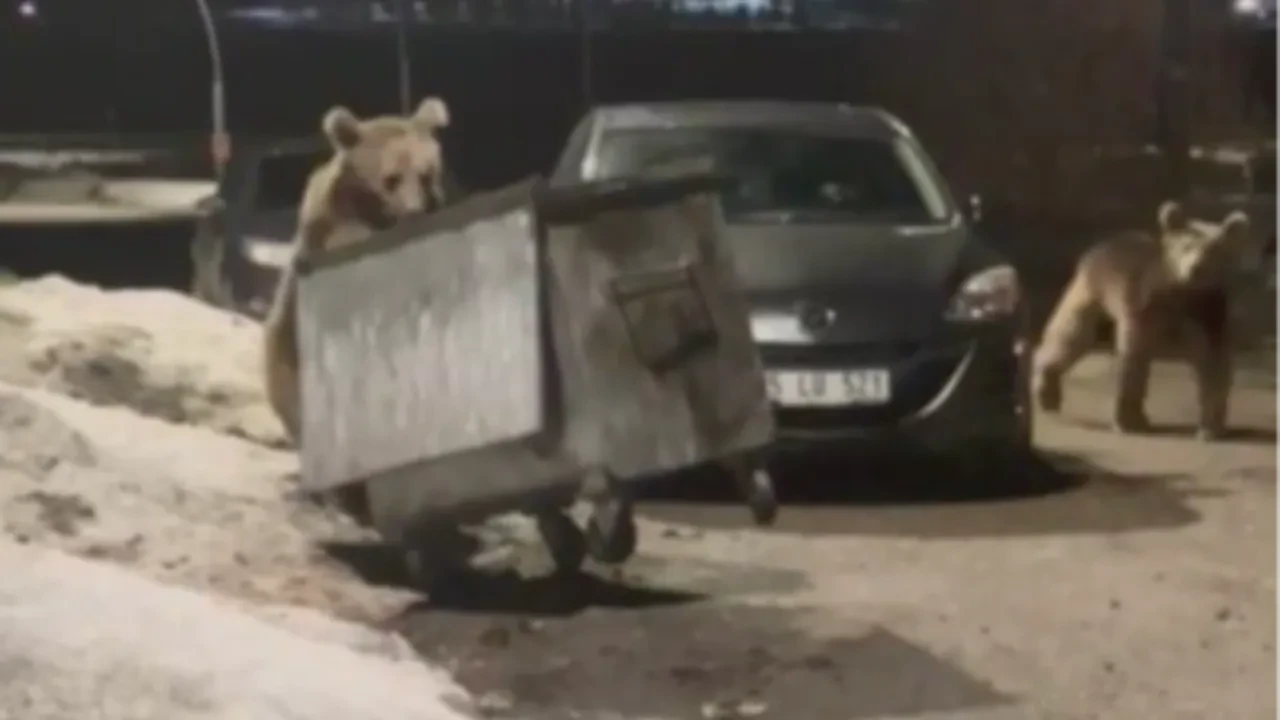 Kars'ta bozayılar şehre indi: Kameraya alındıklarını görünce kaçtılar