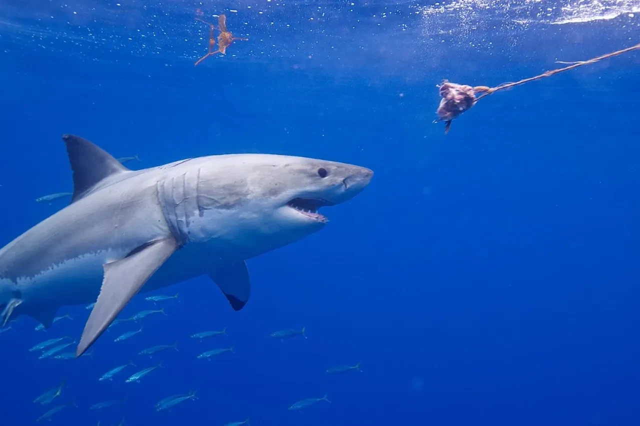 Köpek balıklarında farklı farklı uyuşturucular tespit edildi! 
