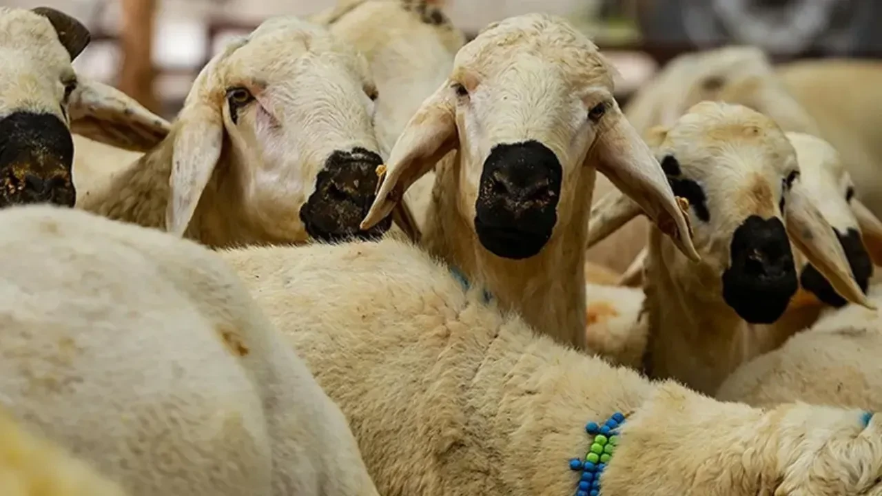 Kurbanlık fiyatları ve kesim ücretleri açıklandı! İşte o rakamlar 