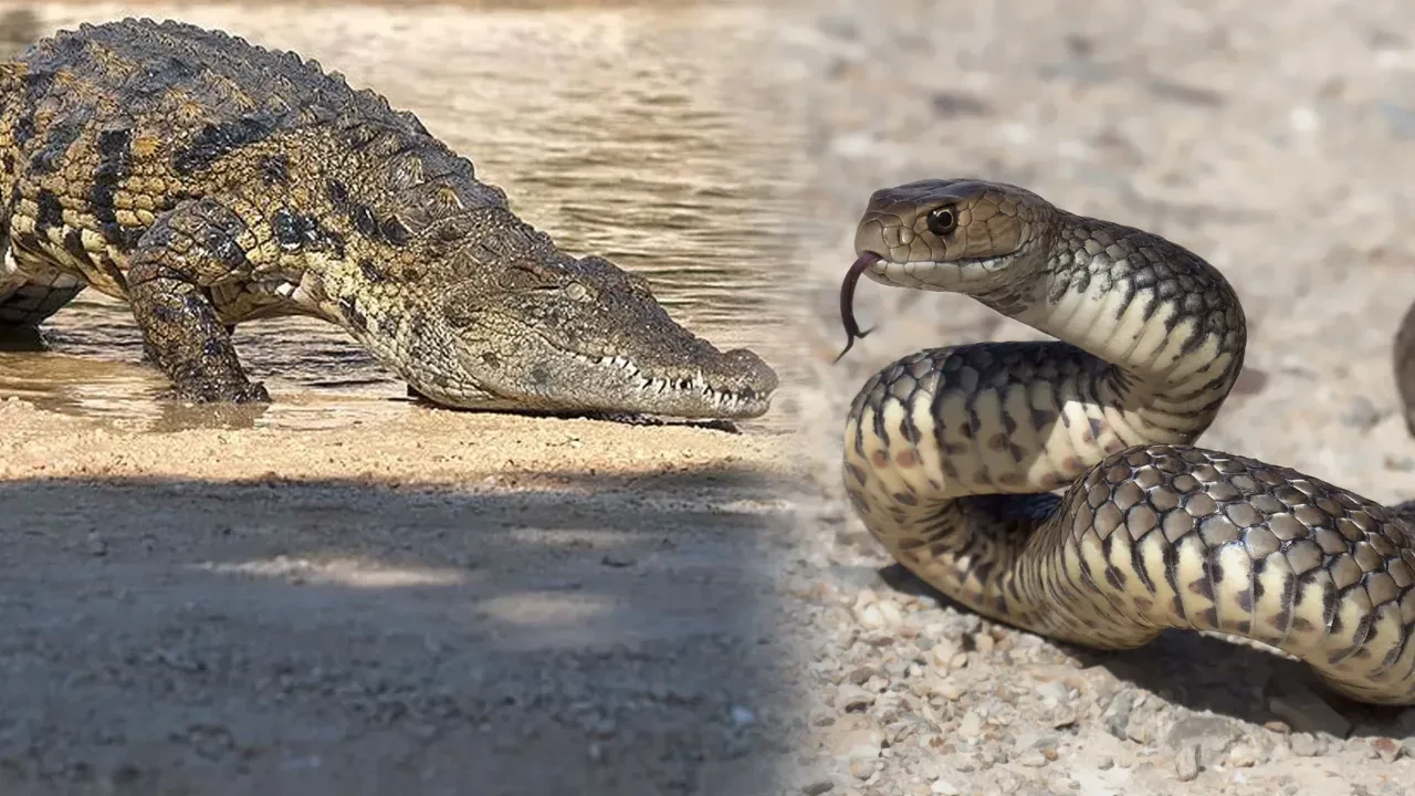 Sınıra vahşi hayvanlar salınacak! Hindistan, Bangladeş ile sınırını timsah ve zehirli hayvanlarla koruyacak