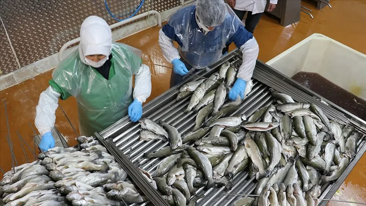 Su ürünleri ihracatında ilk çeyrekte yüzde 24 artış! 552 milyon dolara ulaştı