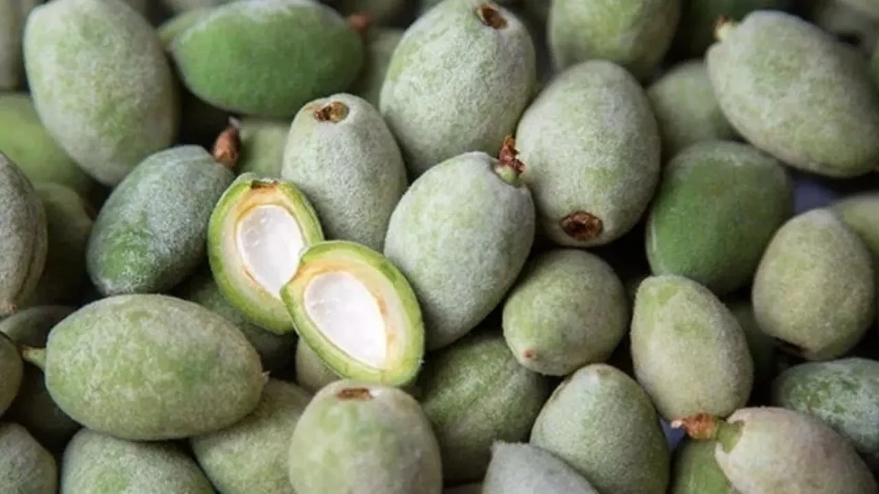 Çağla ve erikle yapılan muhteşem salata! Diyet listelerinin lideri oldu