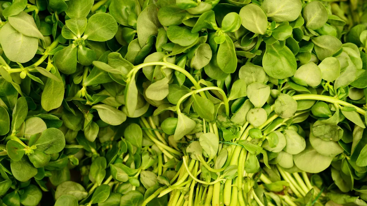 Doya doya kilo verin! Yaza dair her şey bu tabakta: semizotu, yeşil mercimek nane