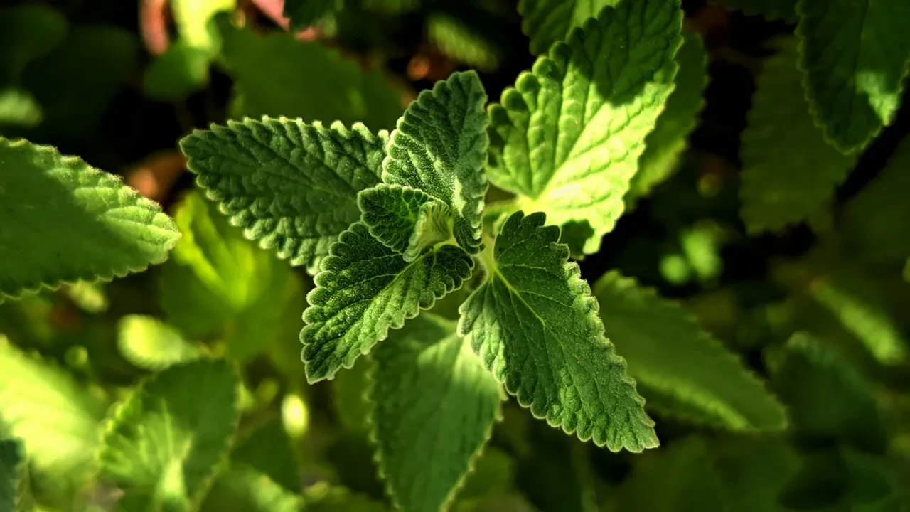 Doya doya kilo verin! Yaza dair her şey bu tabakta: semizotu, yeşil mercimek nane
