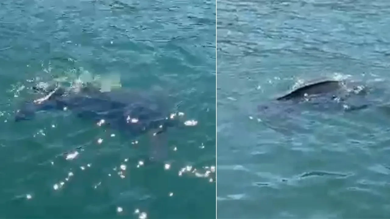 Karadeniz'de nadir görülen canlı! Aniden belirdi, balıkçılar kamerasına sarıldı