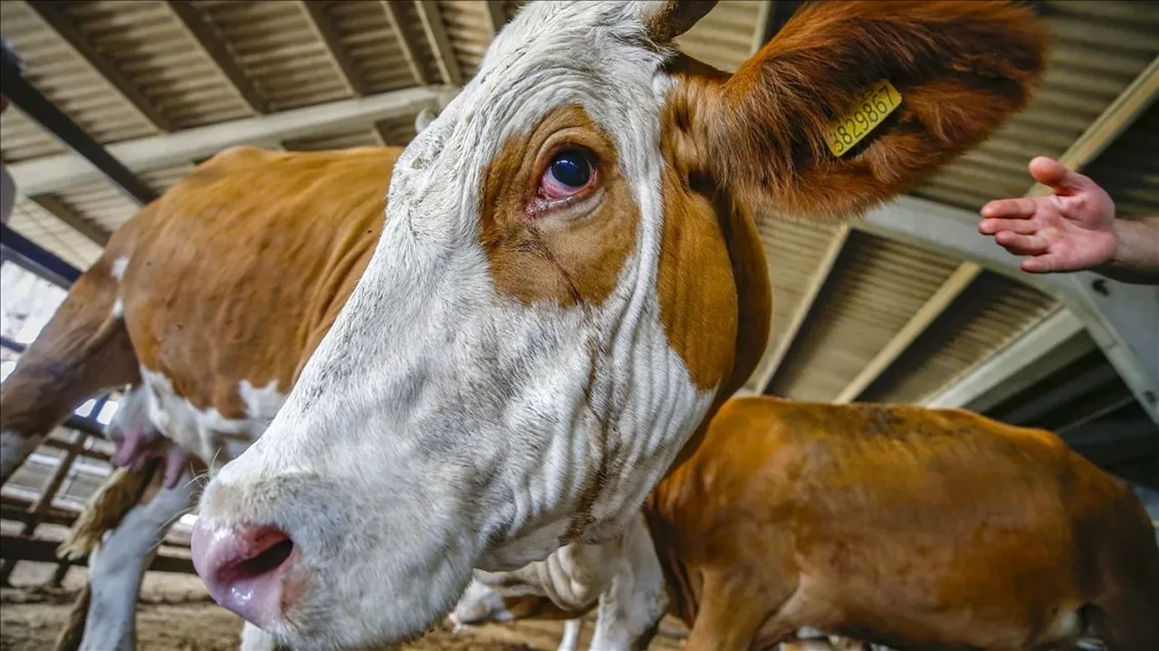 Kurban fiyatı için nakliye şoku! İstanbul'da kurbanlık fiyatları İki katına yükseliyor
