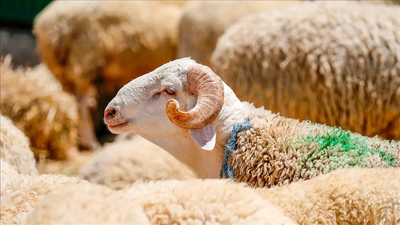 Kurban fiyatı için nakliye şoku! İstanbul'da kurbanlık fiyatları İki katına yükseliyor