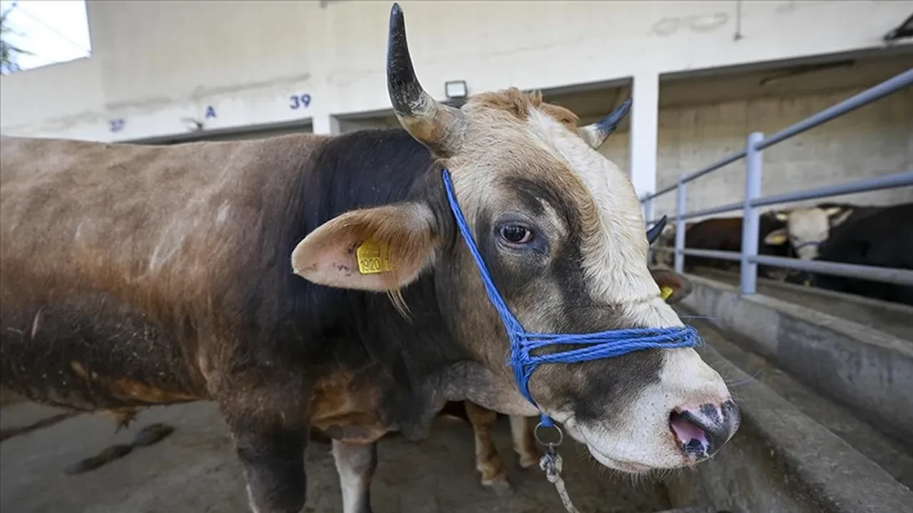 Kurbanlık fiyatları 