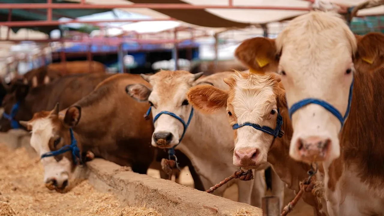 Kurban fiyatı için nakliye şoku! İstanbul'da kurbanlık fiyatları İki katına yükseliyor