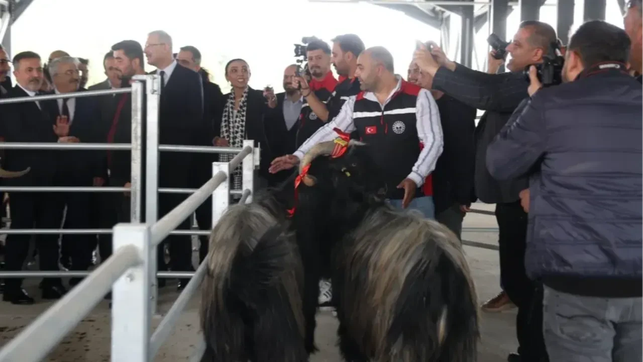 Kurban fiyatı için nakliye şoku! İstanbul'da kurbanlık fiyatları İki katına yükseliyor