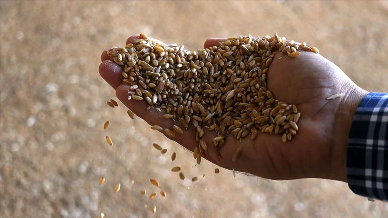 Rekabet Kurumu'ndan tohum şirketlerine 189 milyon lira ceza