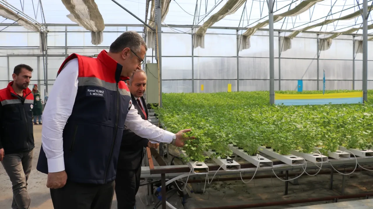 Samsun'da topraksız hasat yapıldı! 7,5 kat daha verimli 