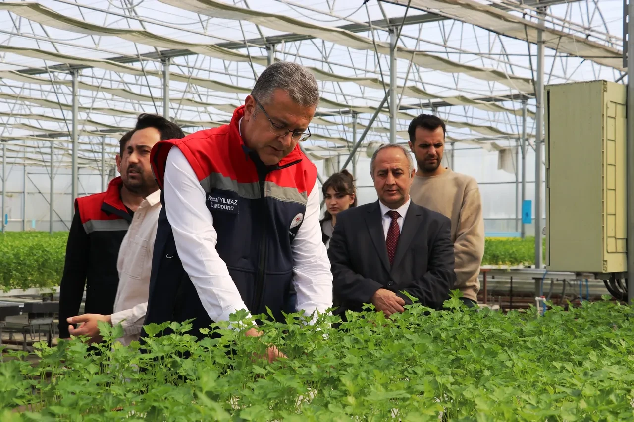 Samsun'da topraksız hasat yapıldı! 7,5 kat daha verimli