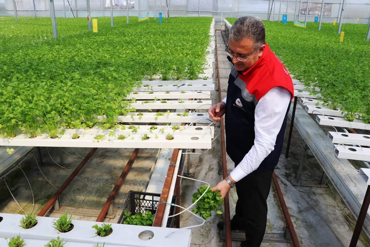 Samsun'da topraksız hasat yapıldı! 7,5 kat daha verimli