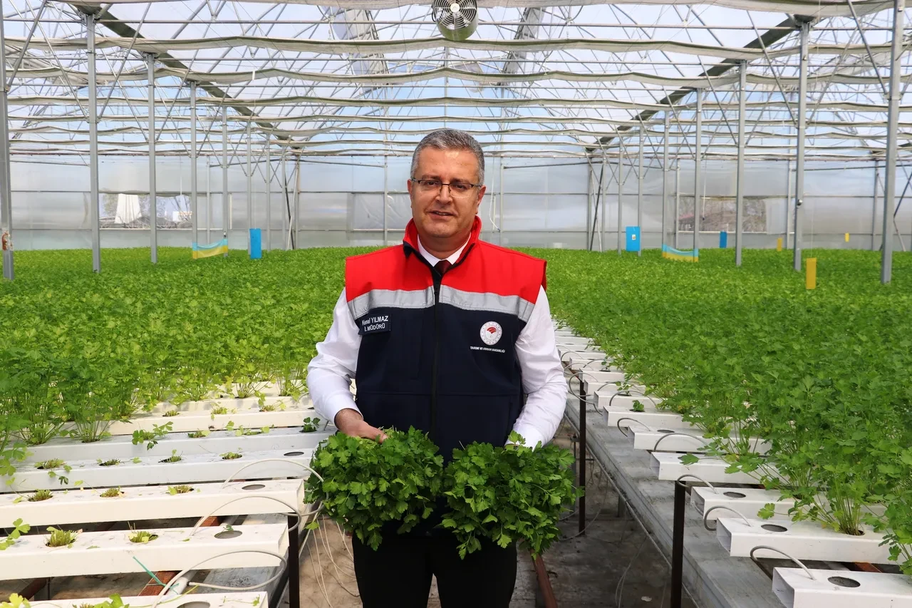 Samsun'da topraksız hasat yapıldı! 7,5 kat daha verimli