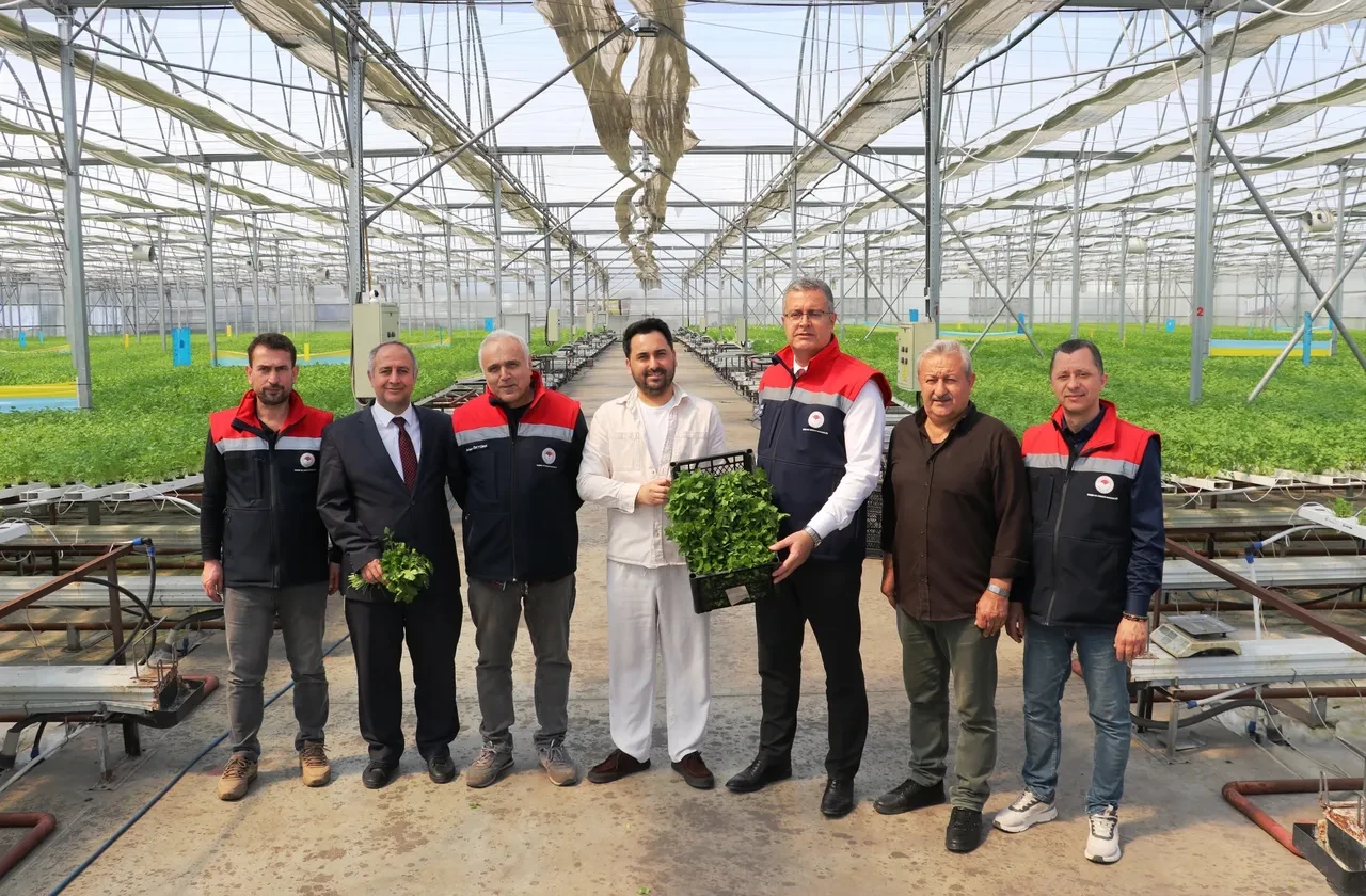 Samsun'da topraksız hasat yapıldı! 7,5 kat daha verimli