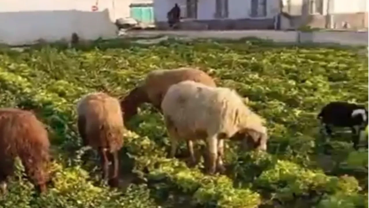 Marulları hayvanlara yedirip 'Siz pahalı yiyorsunuz' demişti! Bakanlıktan açıklama geldi