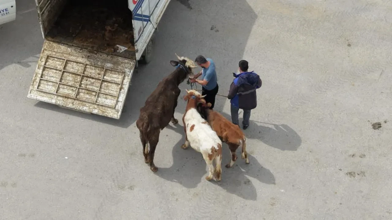 Çorum'da hayvan pazarında Kurban Bayramı haraketliliği başladı! Kilo fiyatları belli oldu