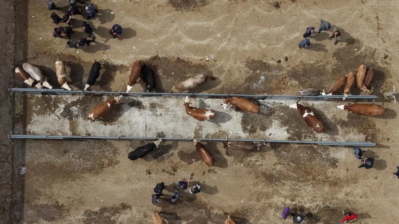 Çorum'da hayvan pazarında Kurban Bayramı haraketliliği başladı! Kilo fiyatları belli oldu