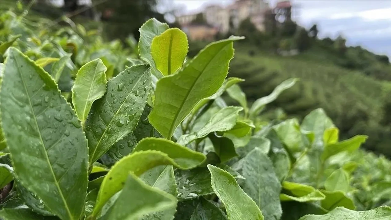 Bakanlık 2026 yaş çay kilogram fiyatını açıkladı
