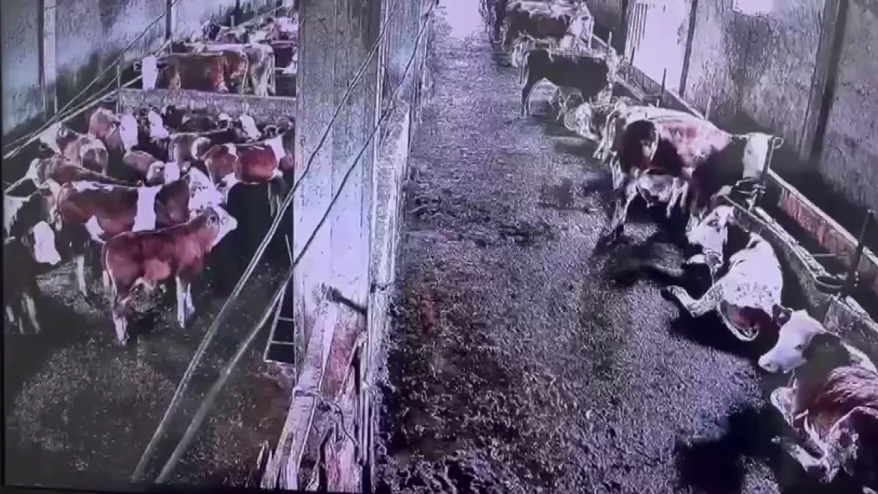 Depremi insanlar fark etmedi, inekler hissetti!  