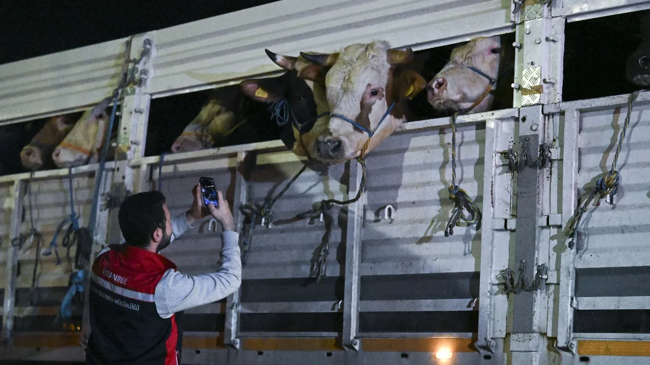 İstanbul'da bayram hareketliliği: Kurbanlık hayvan girişleri başladı