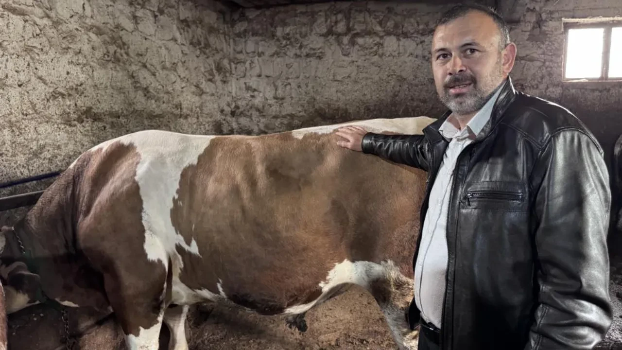 Araba fiyatına kurbanlık! 1 tonluk 'Kocaoğlan' alıcısını bekliyor 