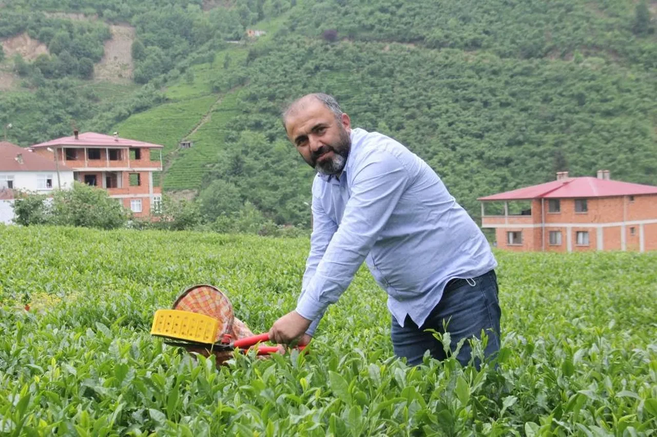 Kuru çayda fiyat belli oldu! Yaş çayda da zam bekleniyor 