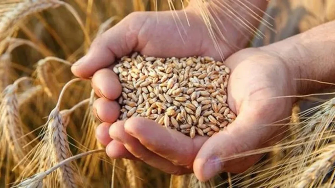 TMO Arpa ve buğday alım fiyatı ne zaman açıklanacak? Ekmeklik makarnalık buğday ve arpa fiyatı belli oldu mu?